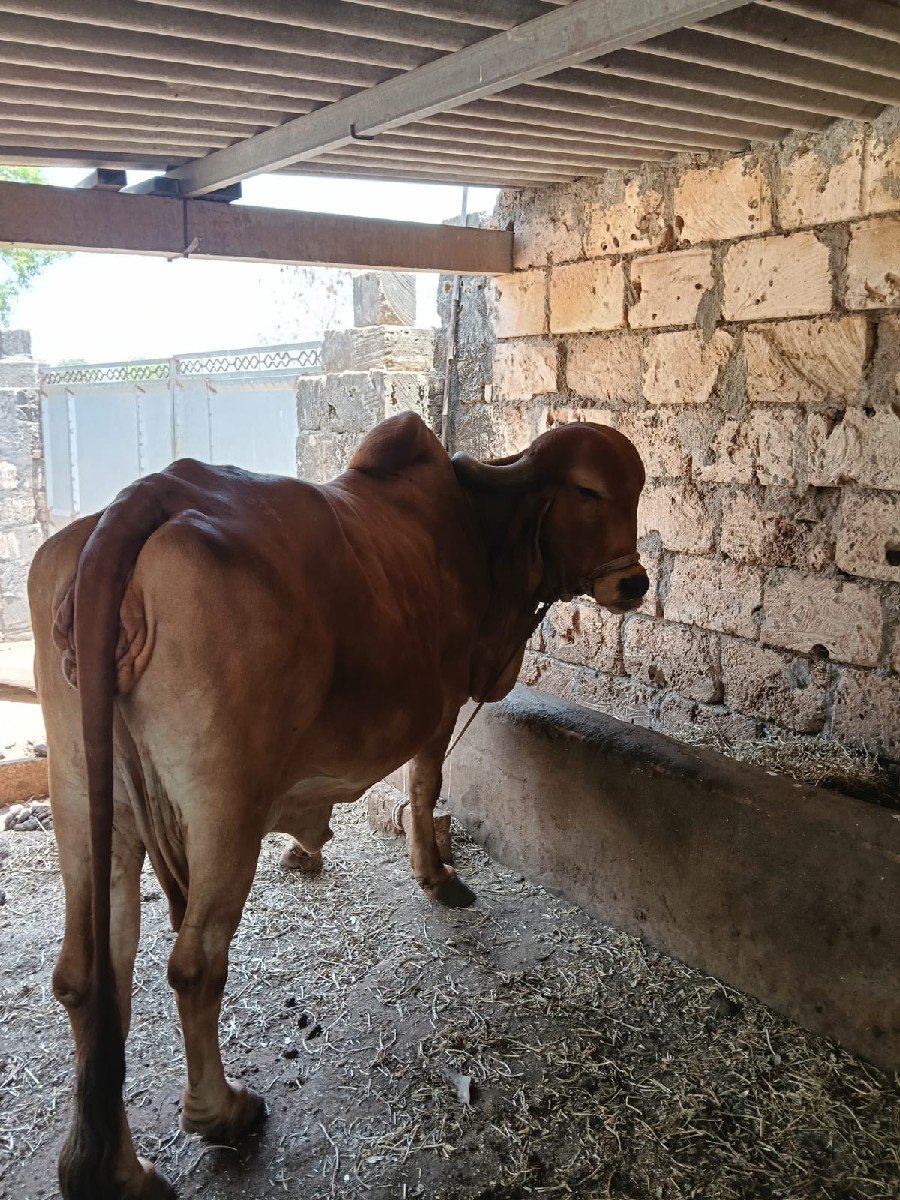 ગાય વેચવાની છે