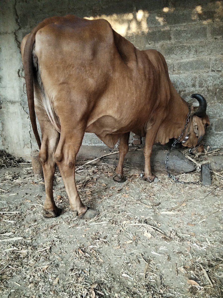 ગાય વેચવાની છે