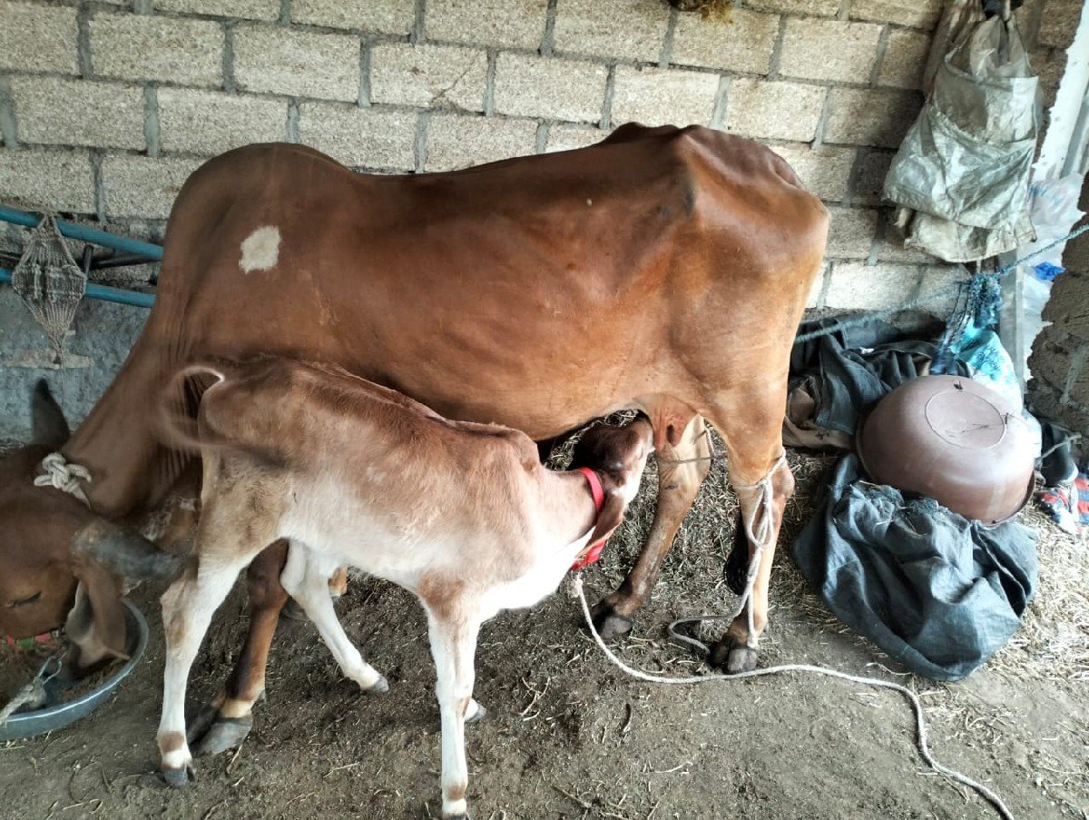 ગાય વેચવાની છે