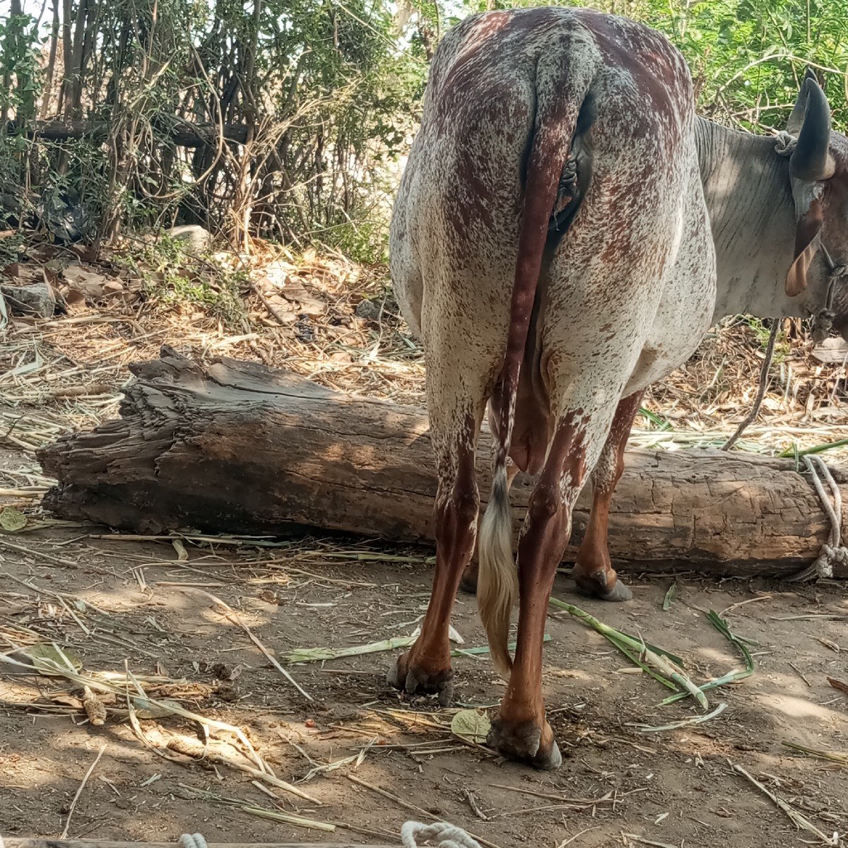 ગાય વેચવાની છે