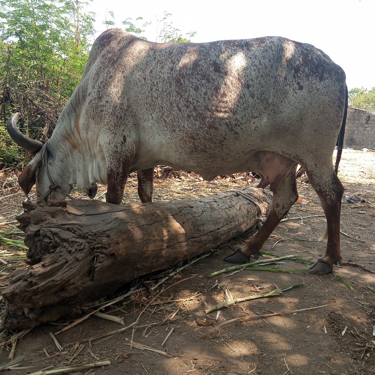 ગાય વેચવાની છે