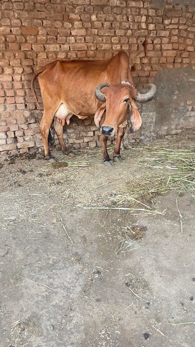 ગાય વેચવાની છે