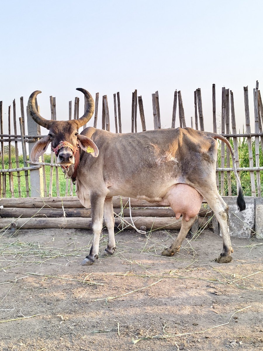 વઢયારી ક્રોસ ગાય વેચવાની છે.