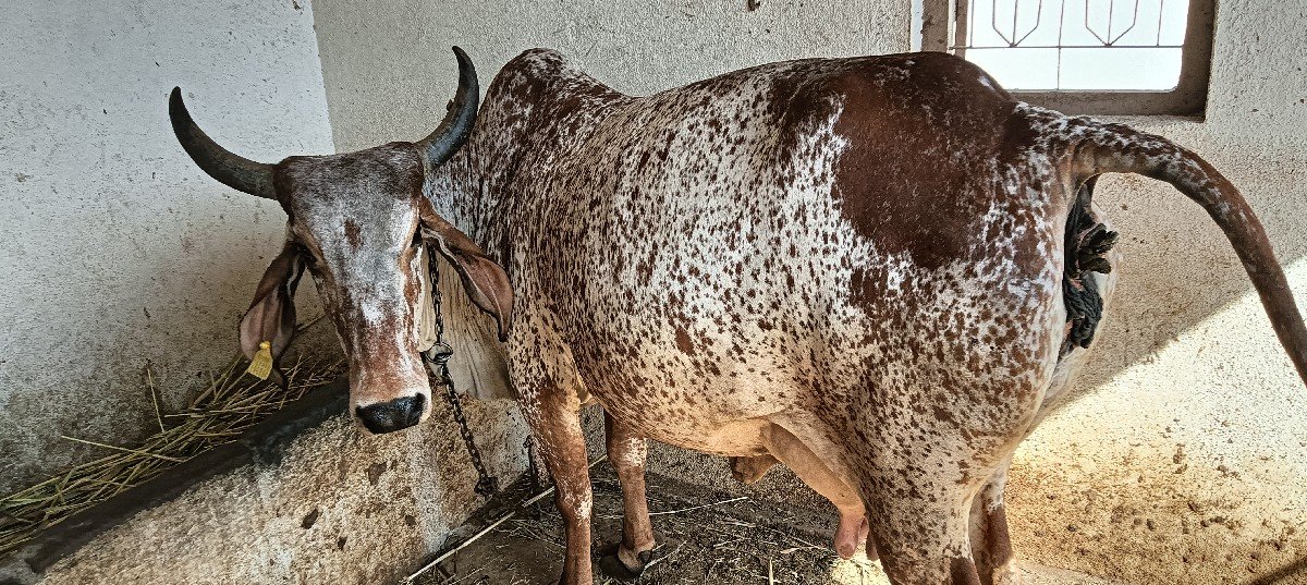 ગાય વેચવાની છે