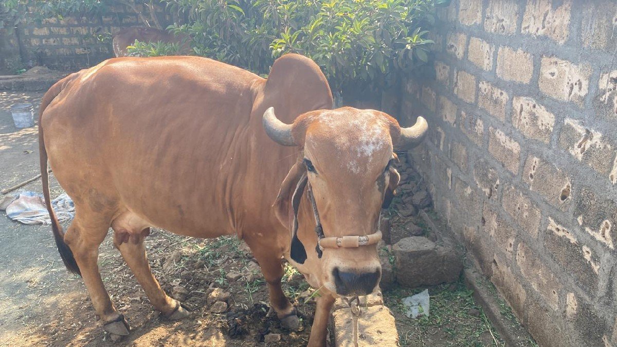 ગાય વેચવાની છે