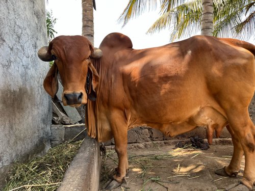 ગીર ગાય વેચવાની છે