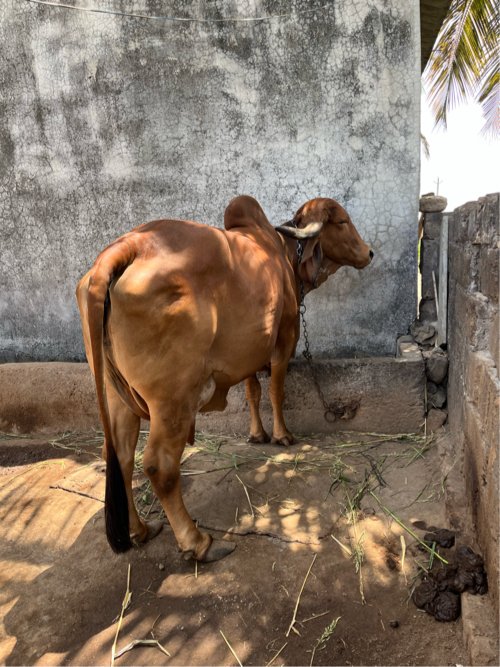 ગીર ગાય વેચવાની છે