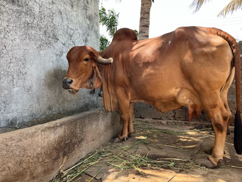 ગીર ગાય વેચવાની છે