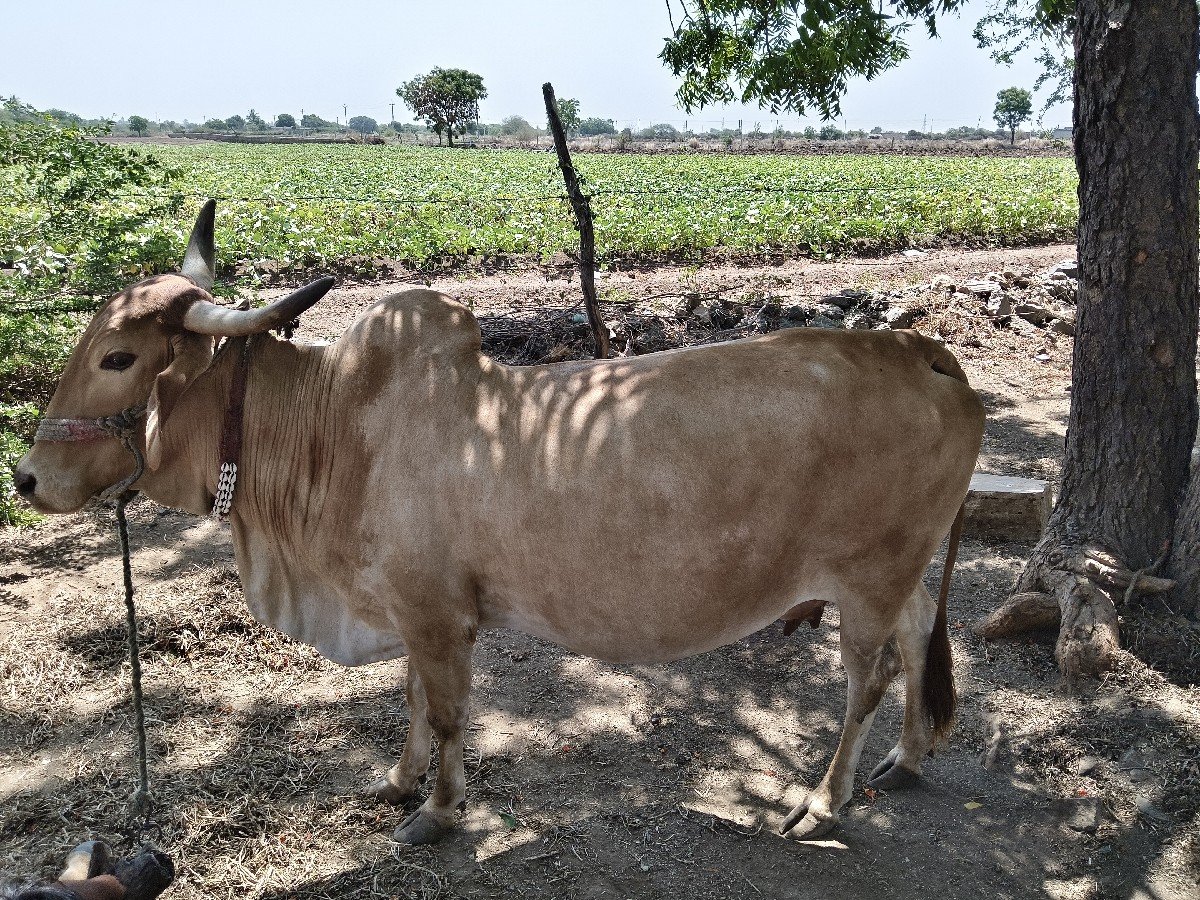 ગાય વેચવાની છે
