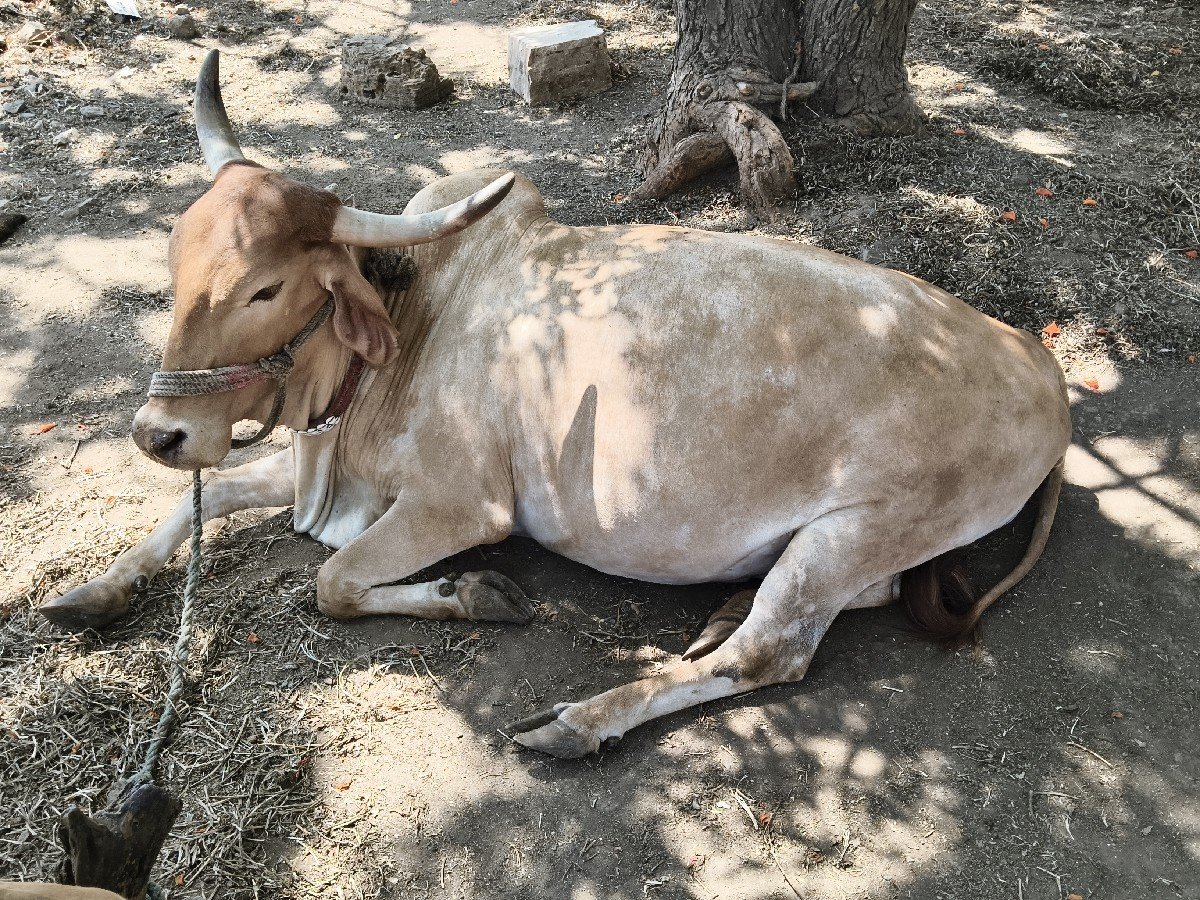 ગાય વેચવાની છે