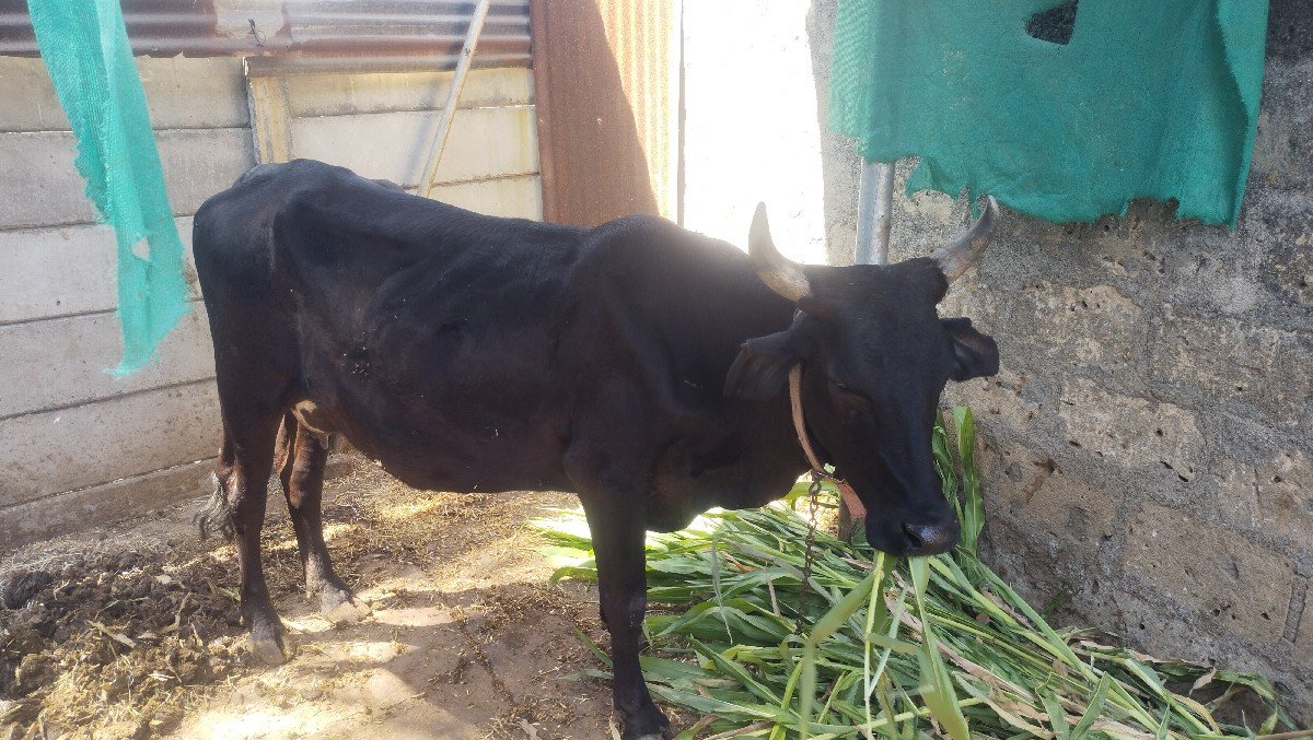 જર્સી ગાય વેચવાની છે દોઢ મહિના