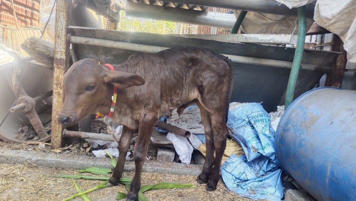 જર્સી ગાય વેચવાની છે દોઢ મહિના