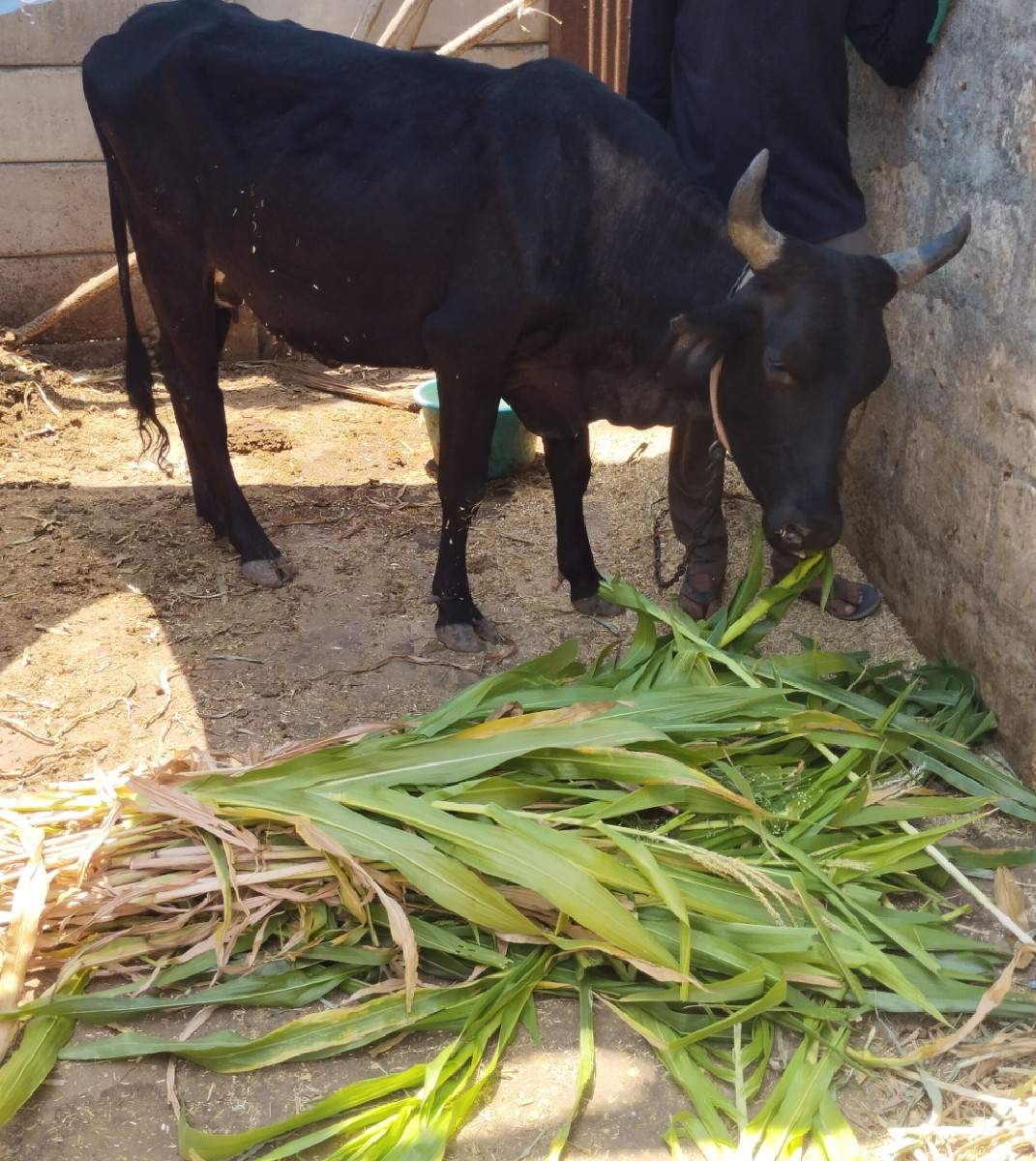 જર્સી ગાય વેચવાની છે દોઢ મહિના