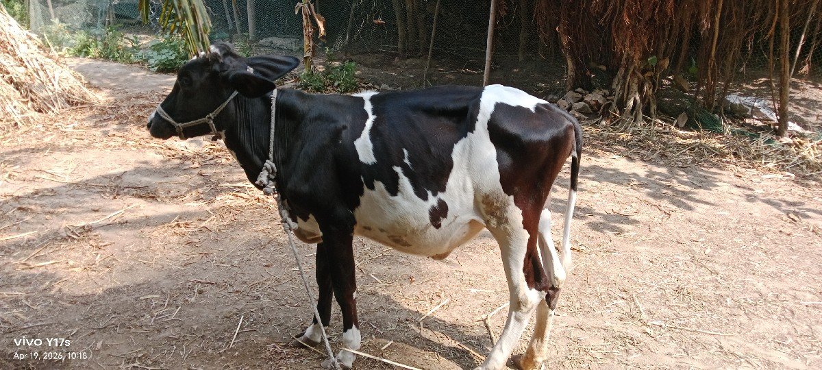 એસેફ હોડકી વેચવાની છે