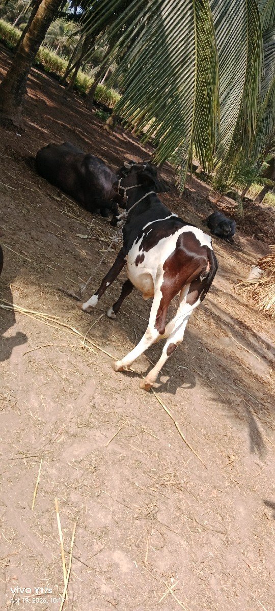 એસેફ હોડકી વેચવાની છે
