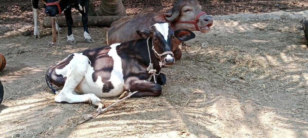 એસેફ હોડકી વેચવાની છે