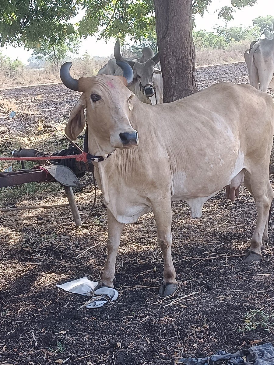 ખાટામાં ગમે આ લે