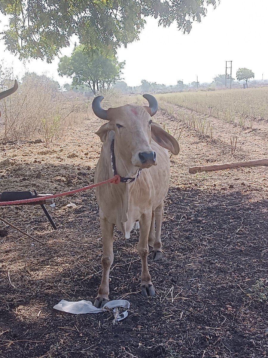 ખાટામાં ગમે આ લે