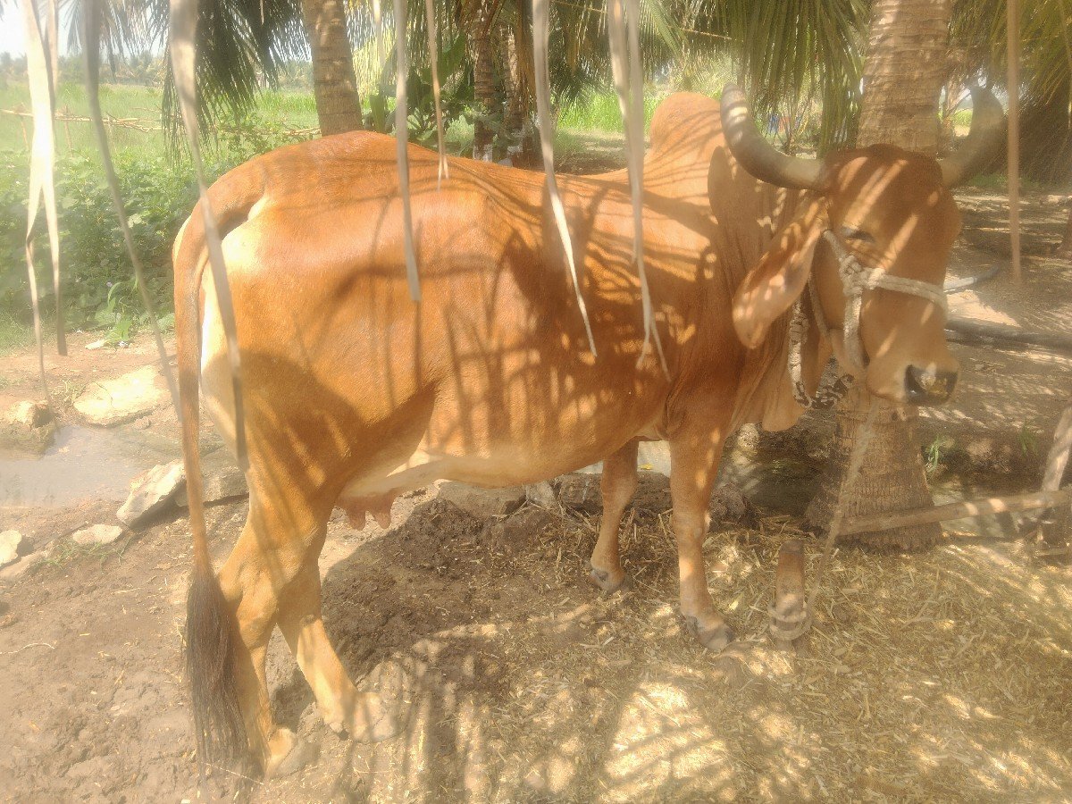ગાય વેચવાની છે