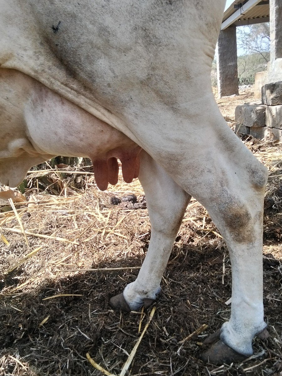 ગાય વેચવાની છે
