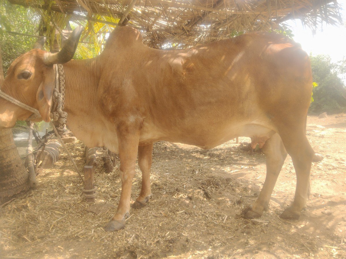 ગાય વેચવાની છે