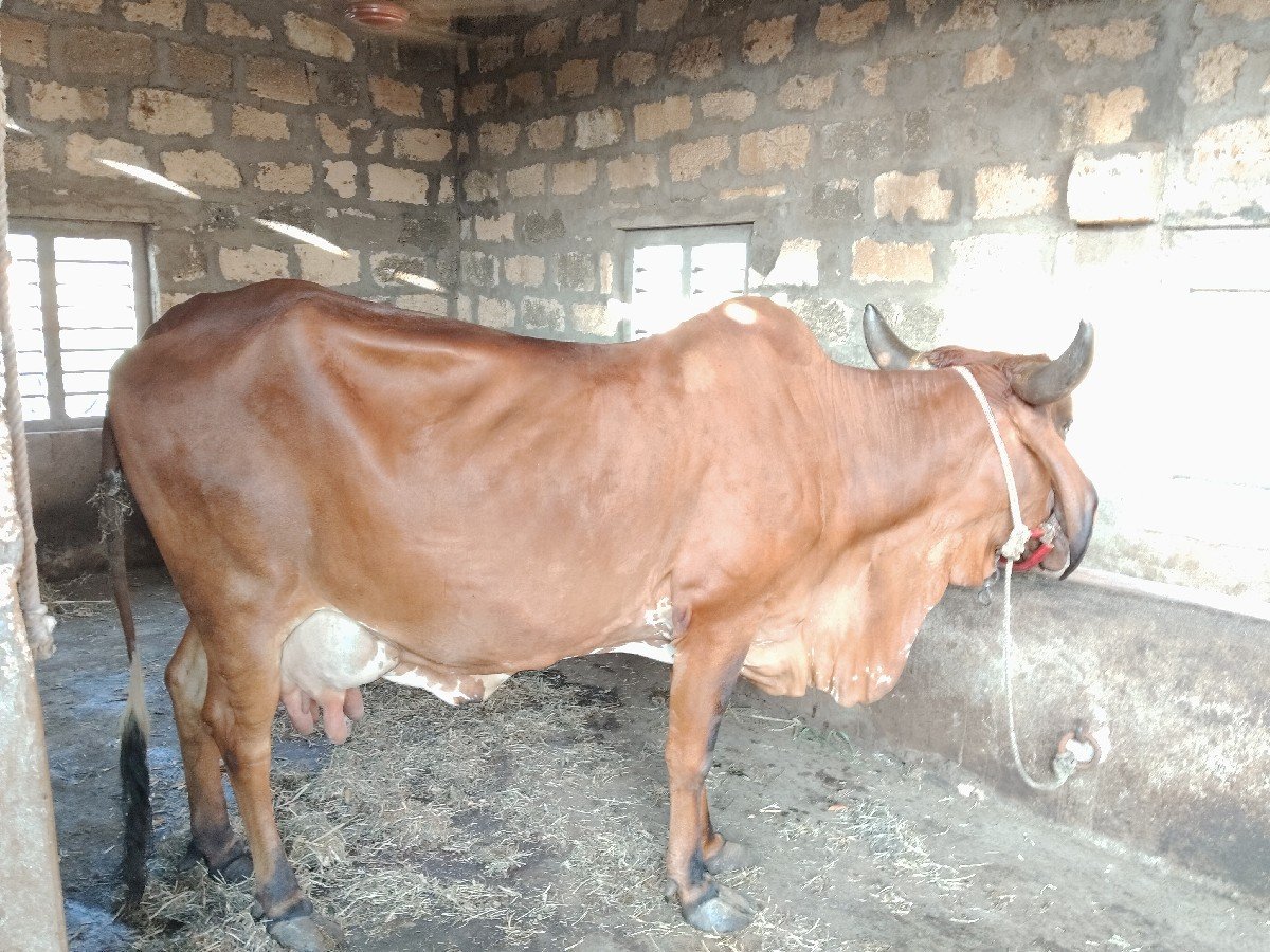 ગીર ગાય વેચવાની છે