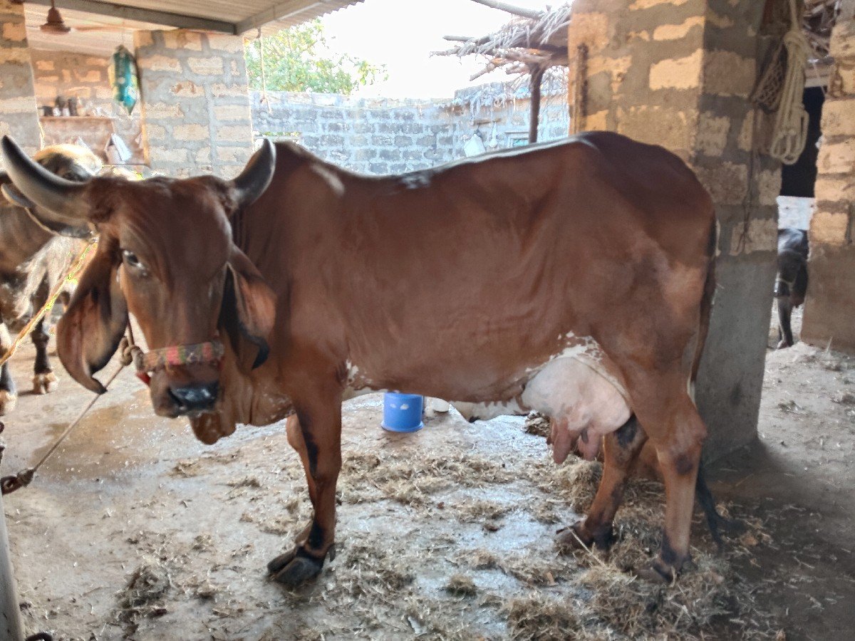 ગીર ગાય વેચવાની છે