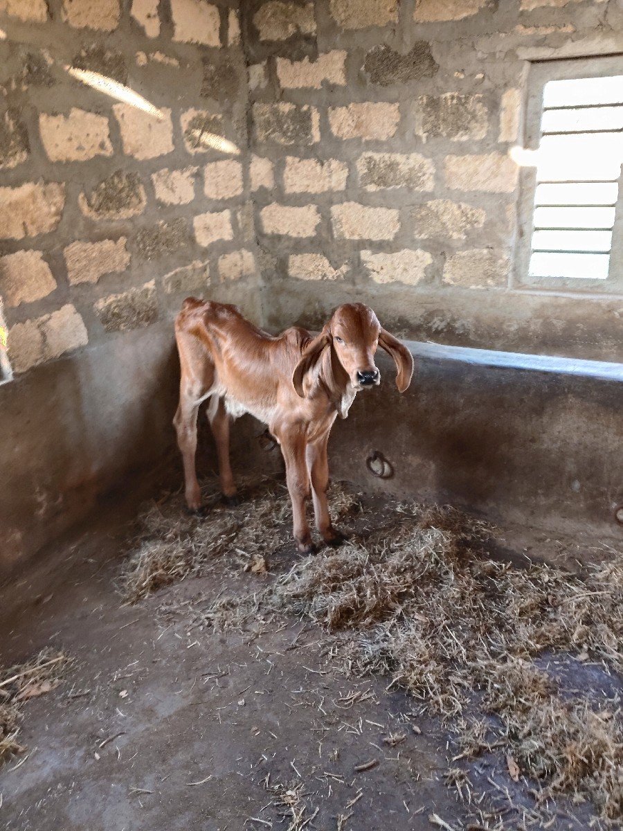 ગીર ગાય વેચવાની છે