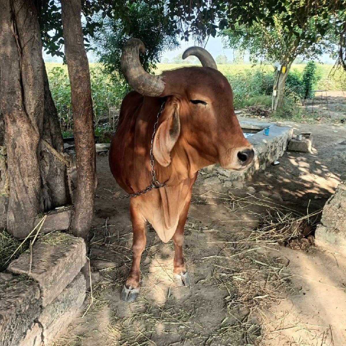 ગાય  8 મહિના થિયા હે