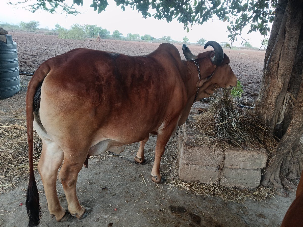 ગાય  8 મહિના થિયા હે