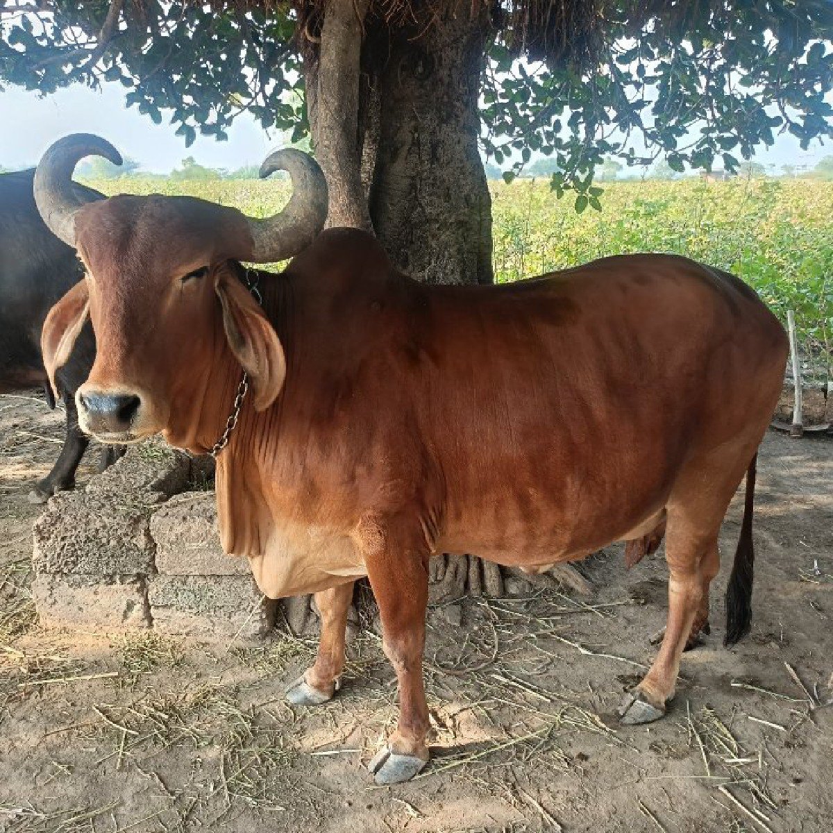 ગાય  8 મહિના થિયા હે