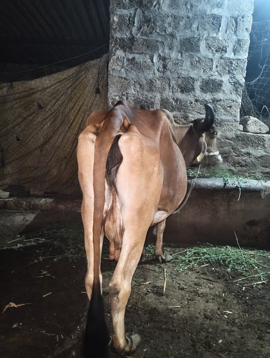 ગાય વેચવાની છે