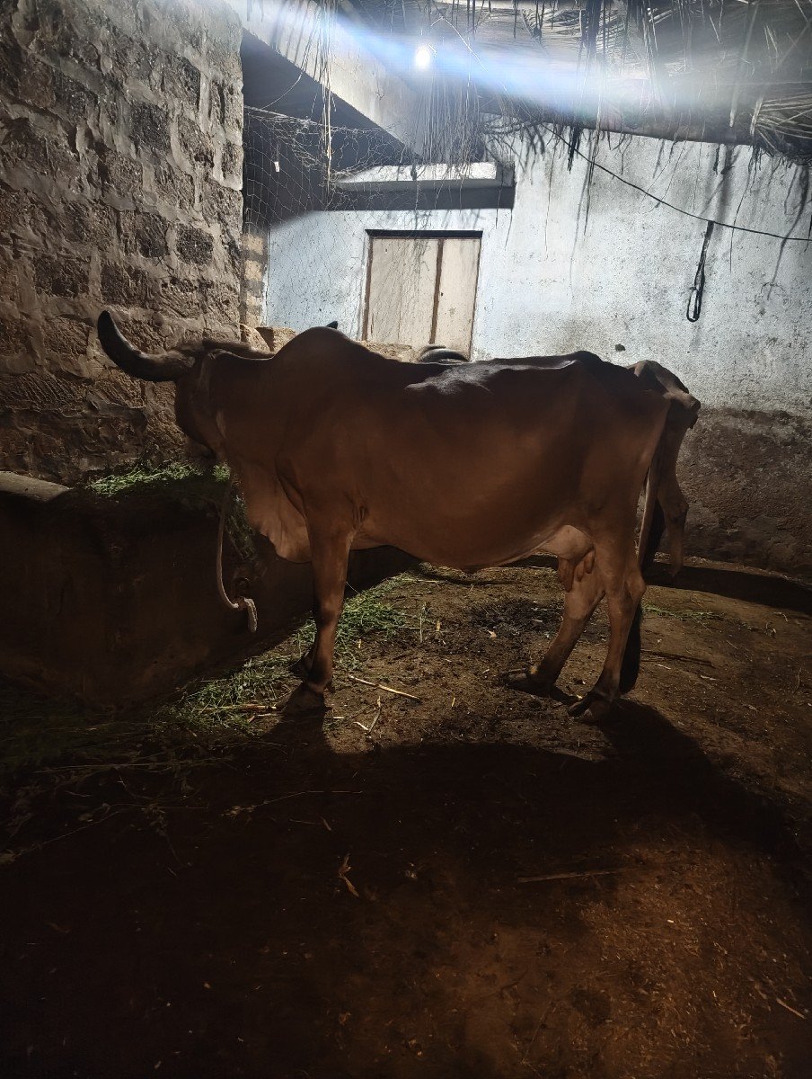 ગાય વેચવાની છે