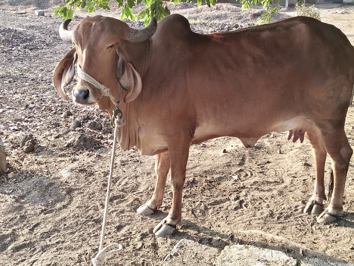 ગાય વેચવાની છે