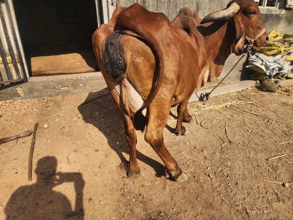 ગાય  વેચવાની છે 4વેતર છે 25000 મા