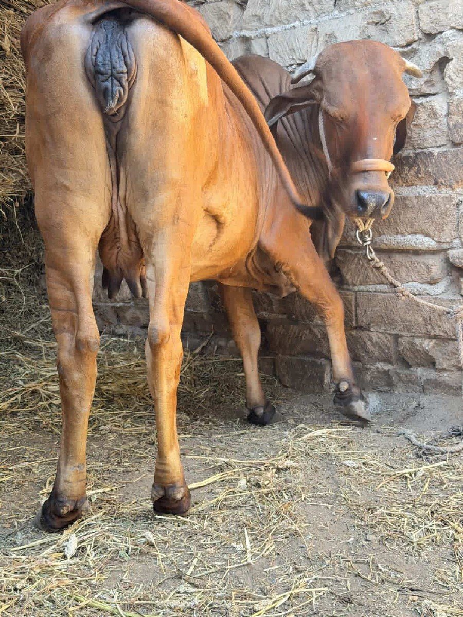 ગીર ક્રોસ હોડકી વેચવાની છે