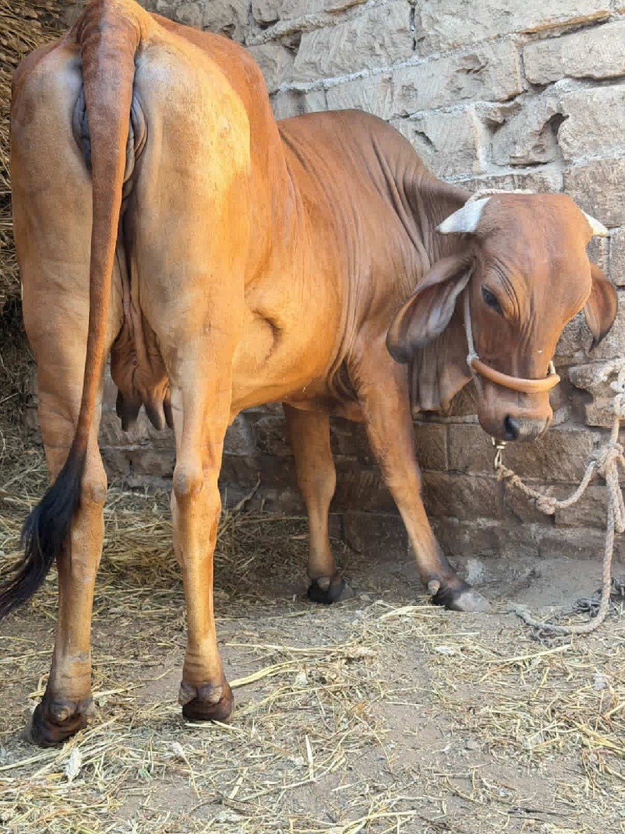 ગીર ક્રોસ હોડકી વેચવાની છે