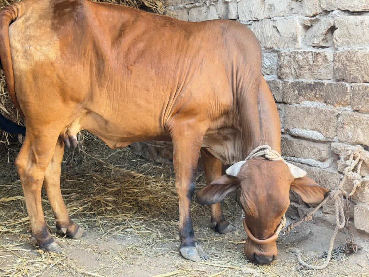 ગીર ક્રોસ હોડકી વેચવાની છે