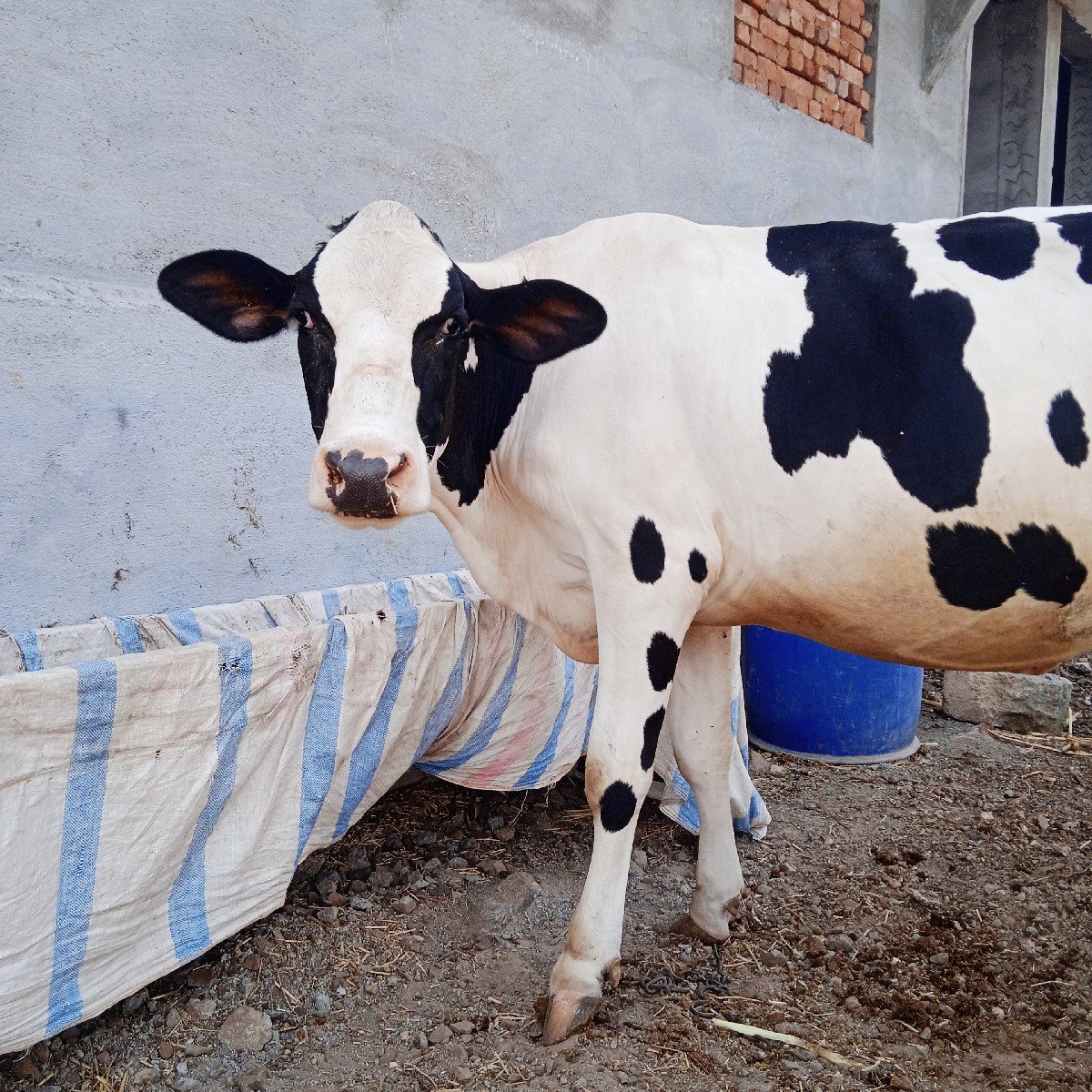 એચ. એફ. ગાય વેચવાની છે