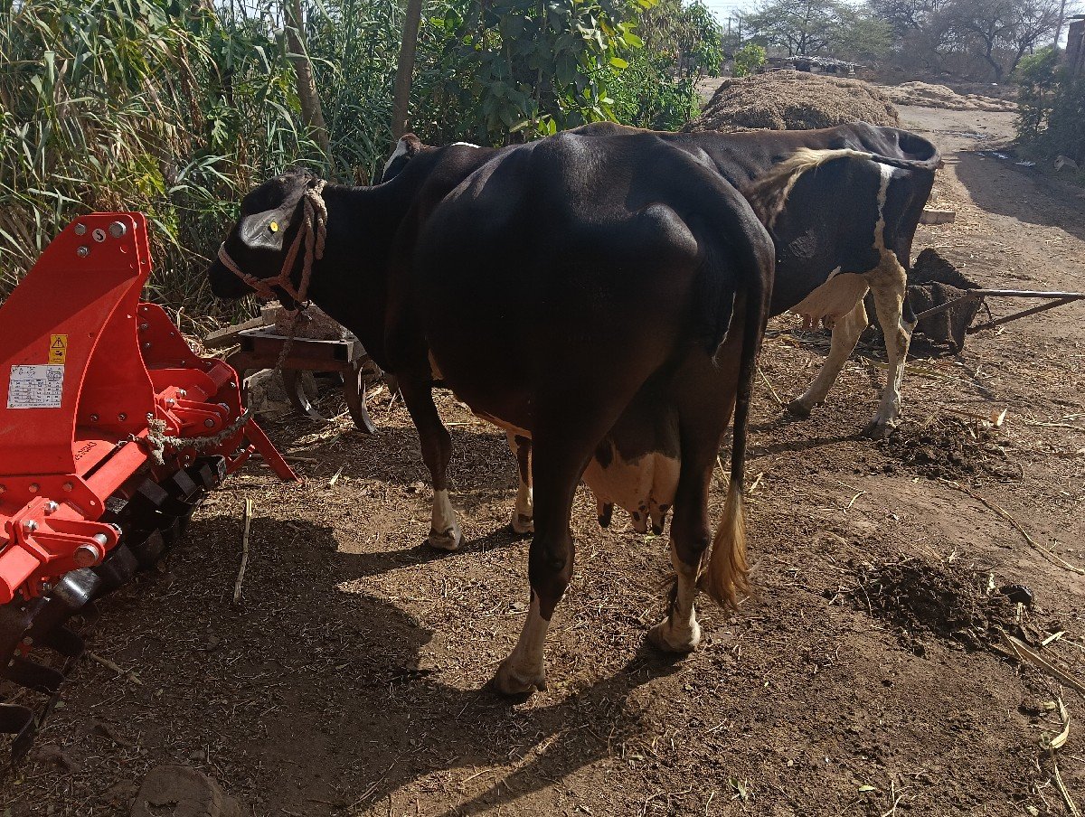બે ગાયો વેચવાની છે