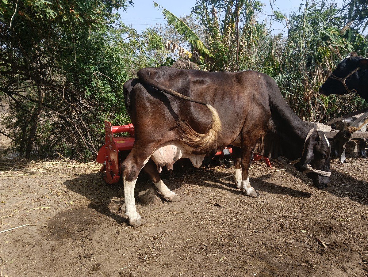 બે ગાયો વેચવાની છે
