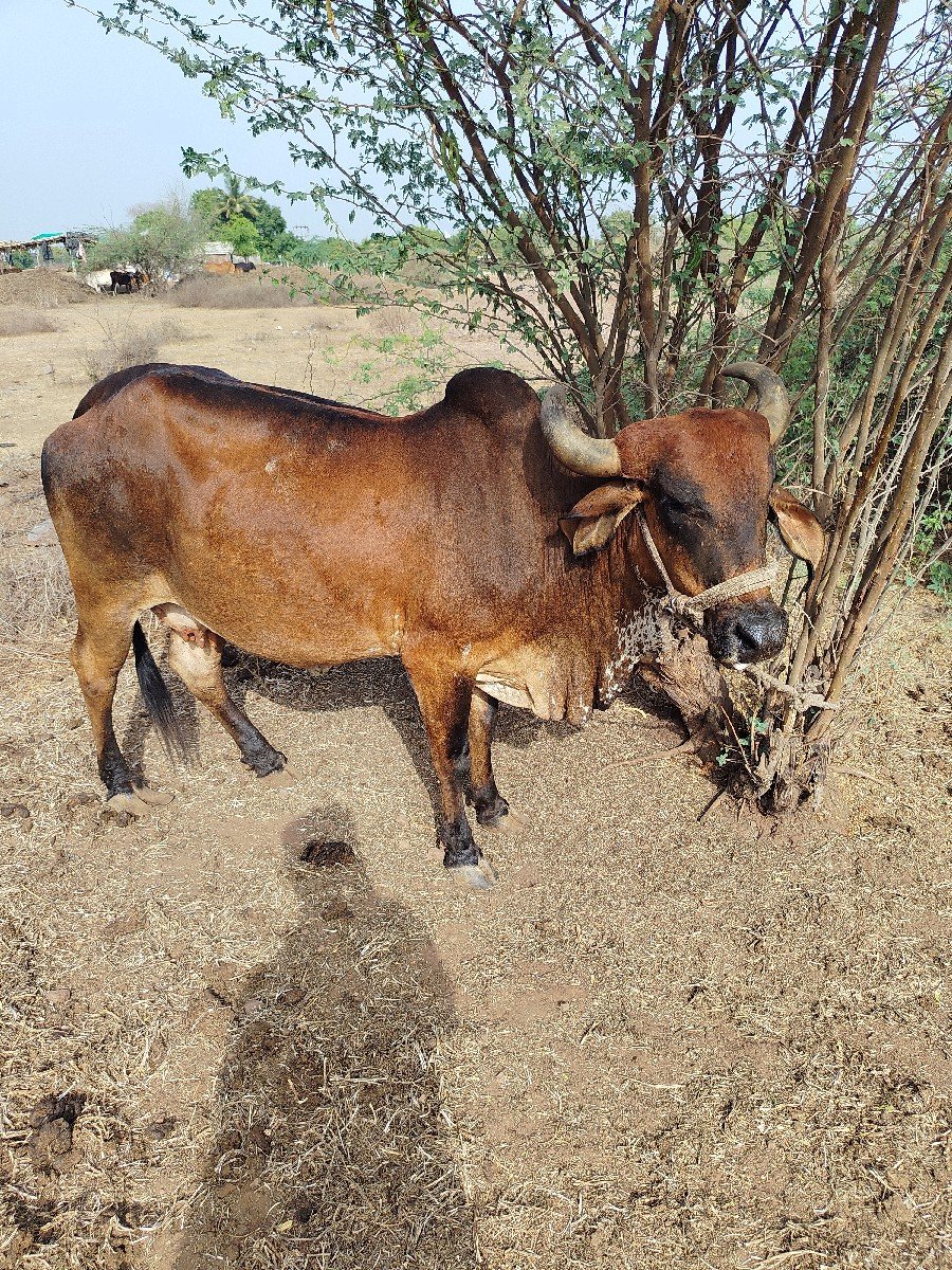 વેચવાની છે પાંચમો વેતાળ વ્યાસે
