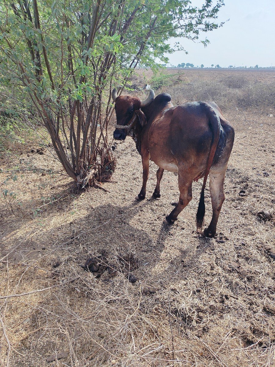 વેચવાની છે પાંચમો વેતાળ વ્યાસે