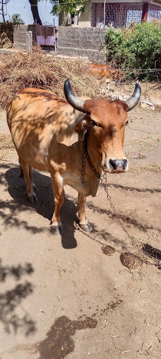 ગાય વેચવાની છે