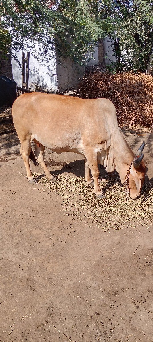 ગાય વેચવાની છે