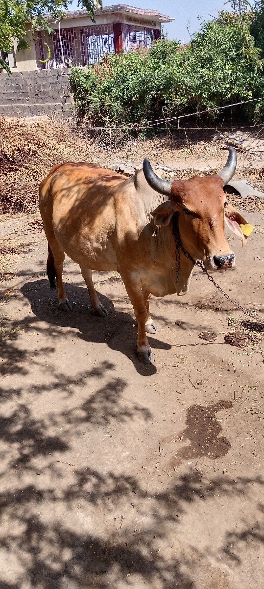 ગાય વેચવાની છે