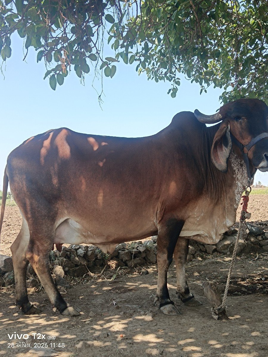 ગાય વેચવાની છે