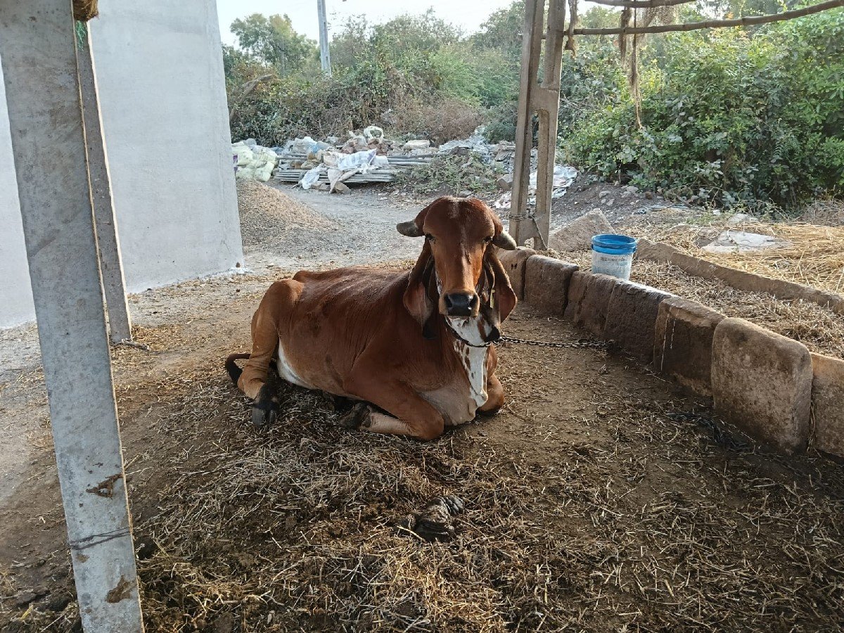 ગીર ગાય ની હોડકી વેચવાની છે