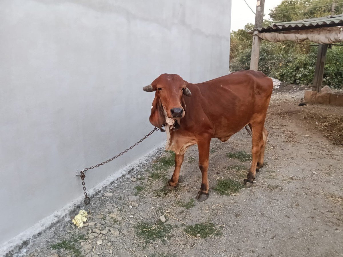 ગીર ગાય ની હોડકી વેચવાની છે