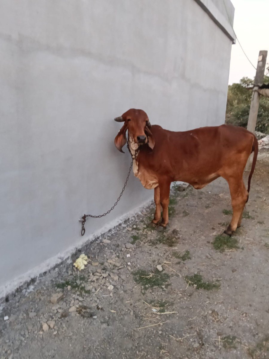 ગીર ગાય ની હોડકી વેચવાની છે